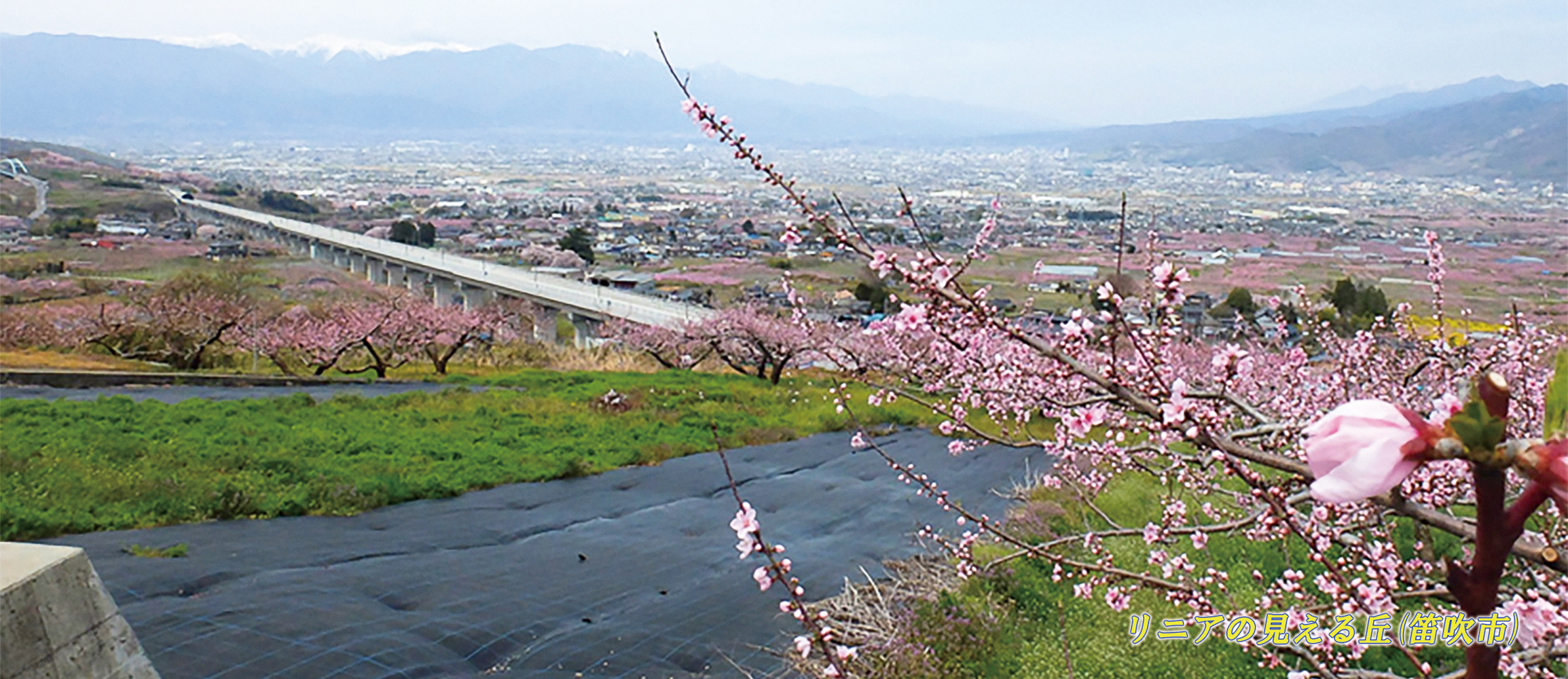 画像_2